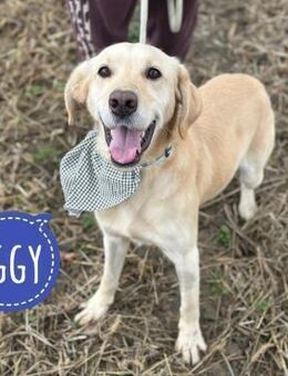 Iggy ein Menschenliebender Rüde - Flörsheim-Dalsheim