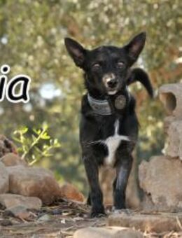 Mia- eine kleine und große Lady 🎈 - Essingen (Rheinland-Pfalz)