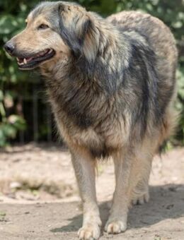 wunderschöner Zoran - Kallmünz