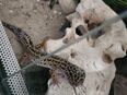 Leopardgeckos abzugeben in 55130