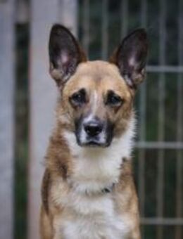 Lennox sucht ein Zuhause - Pirmasens