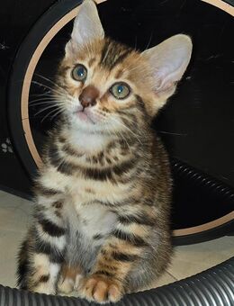Bengal baby Katze - Frankfurt (Main) Zeilsheim