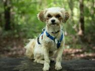 verschmuste Lou sucht ihr Zuhause - Kallmünz