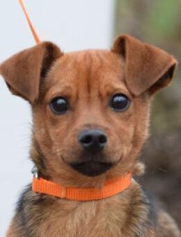 Freddy - verspielt & freundlich - Lohmar