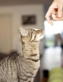 Julian, kleiner Tigerkater, ca. 8M 88299 - Vaterstetten