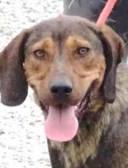 DONNIE wurde in die Tötung abgeschoben - Gefrees