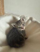 Verspielter Kater sucht neues Zuhause in 56424