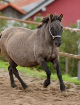 Konikstute, 12 Jahre, dunkle Rappfalbe, ca. 1.36 1.37; geritten, Jugendpony - Adelsheim