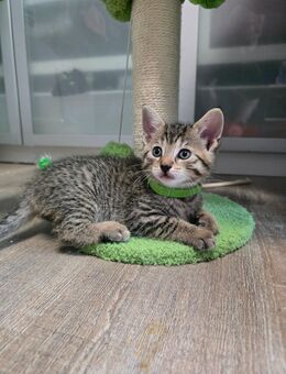 Süßes Kitten Mädchen sucht ein zuhause - Mülheim (Ruhr)
