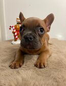 Französischer Bulldoggen-Welpe sucht Zuhause in 80331
