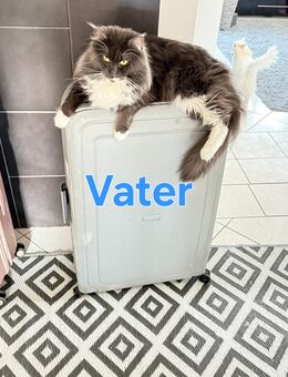 Maine Coon Mix - Moselkern