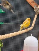 Karnarienvögel in 18609