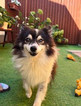 Oreo kleiner Gentleman sucht Zuhause - Chemnitz