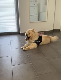 Chow-Chow Hündin sucht liebevolles Zuhause - Gütersloh Zentrum