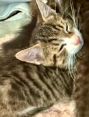 Familien Katze in 8001