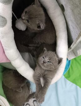 Britisch Kurzhaar BKH Kitten 5 Kätzchen: 3 Mädchen 2 Jungen - Brandenburg (Havel)