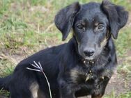 Fusko ist traurig - Haarbach