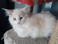 Maine coon Kitten - Gronau (Westfalen)