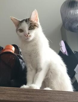 Kuschelkönigin Cindy im Rheingau - Geisenheim