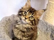 Maine Coon Kitten - Nienburg (Weser)