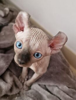 *Traumhafte Sphynx Kitten mit Tasthaaren suchen ihr neues Zuhause - Canadian und Elf* - Ludwigshafen (Rhein)