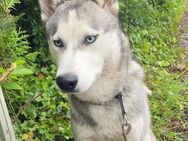 Husky Rüde 9 Monate alt - Bad Salzuflen