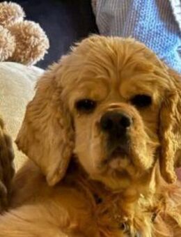 Bady möchte endlich glücklich sein - Lippetal