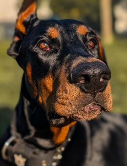 Dobermann Rüde sucht neues Zuhause - Bonn