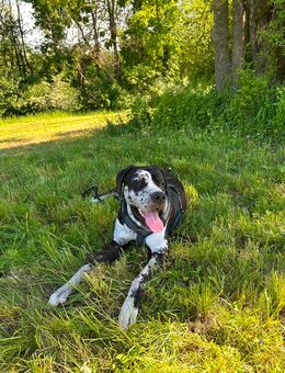 15 Monate alter Deutsche Dogge Rüde - Schwäbisch Hall