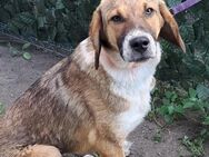 🐾💚Fröhlicher Junghund Casper💚🐾 - Eislingen (Fils)