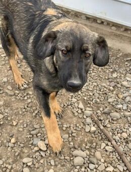 Jackson, Charmeur sucht Pflegestelle - Celle