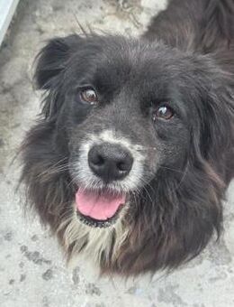 Chicco - lieb, freundlich, verschmust - Höchst (Odenwald)