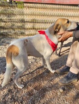 Albush, Junghund sucht neues Zuhause - Unterföhring