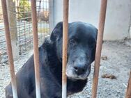 Gemütliche liebe Labi Mix Hündin - Kappeln (Schleswig-Holstein)