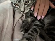 Kitten Ares - Duisburg