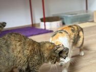 🌸Liebes Duo Mia & Mimi🌸 - Eislingen (Fils)