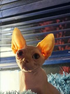 Reinrassige Canadian Sphynx mit Papieren