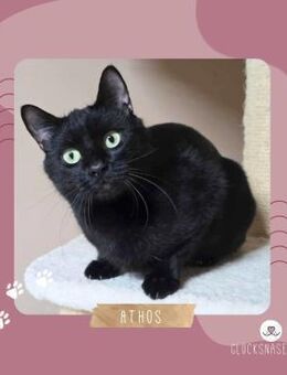Kater Athos sucht seine Familie - Lalendorf