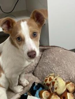 Paloma bezauberndes Hundemädchen - Velbert