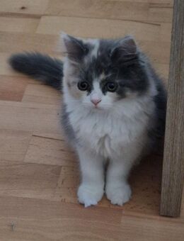 Nur noch 2 Mai Maine Coon Mix Kitten - Tarmstedt