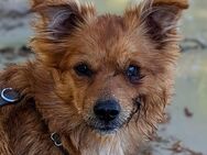 Kleiner Rick ❤️ sucht liebevolles Zuhause - Hage