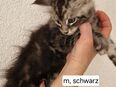 Maine Coon Kitten in 72760