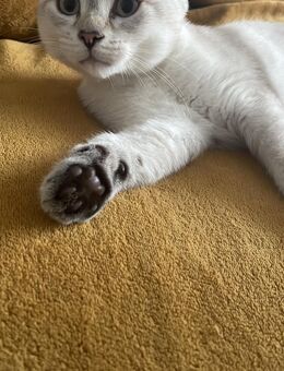 Wunderschöne britische Katze sucht ruhige Familie, geboren 29.6 - Berlin