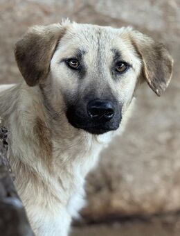Shirin, die Sensible 🐾 - Elsdorf (Nordrhein-Westfalen)