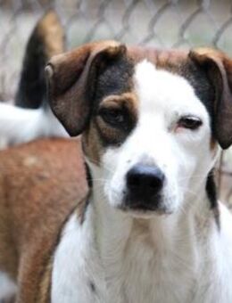 Campbell ist ein lieber, sanfter Kerl! - Karben