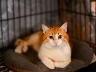 Mamas aus dem Tierschutz - Grevenbroich