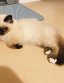 Birma Kater in 93053
