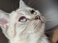 BKH Katze blauäugig - Stolberg (Rheinland, Kupferstadt)