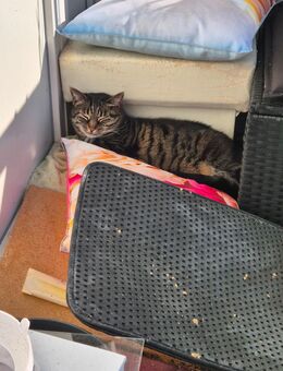 2 Liebevolle Katzen abzugeben - Güstrow