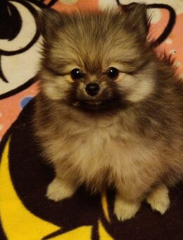 REIZENDE POMERANIAN / ZWERGSPITZ WELPEN (Hündinnen)mit PAPIEREN zu verkaufen - Leipzig Nord